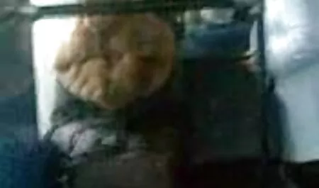 Garota safada ri um homem em um elenco, tirando a calcinha e videos de sexo com lésbicas movendo sua vagina raspada na frente dele assistindo TV